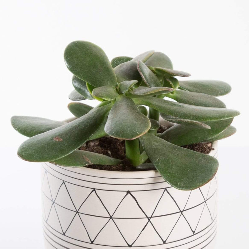 Urban Sprouts Plant Jade 'Crosby'