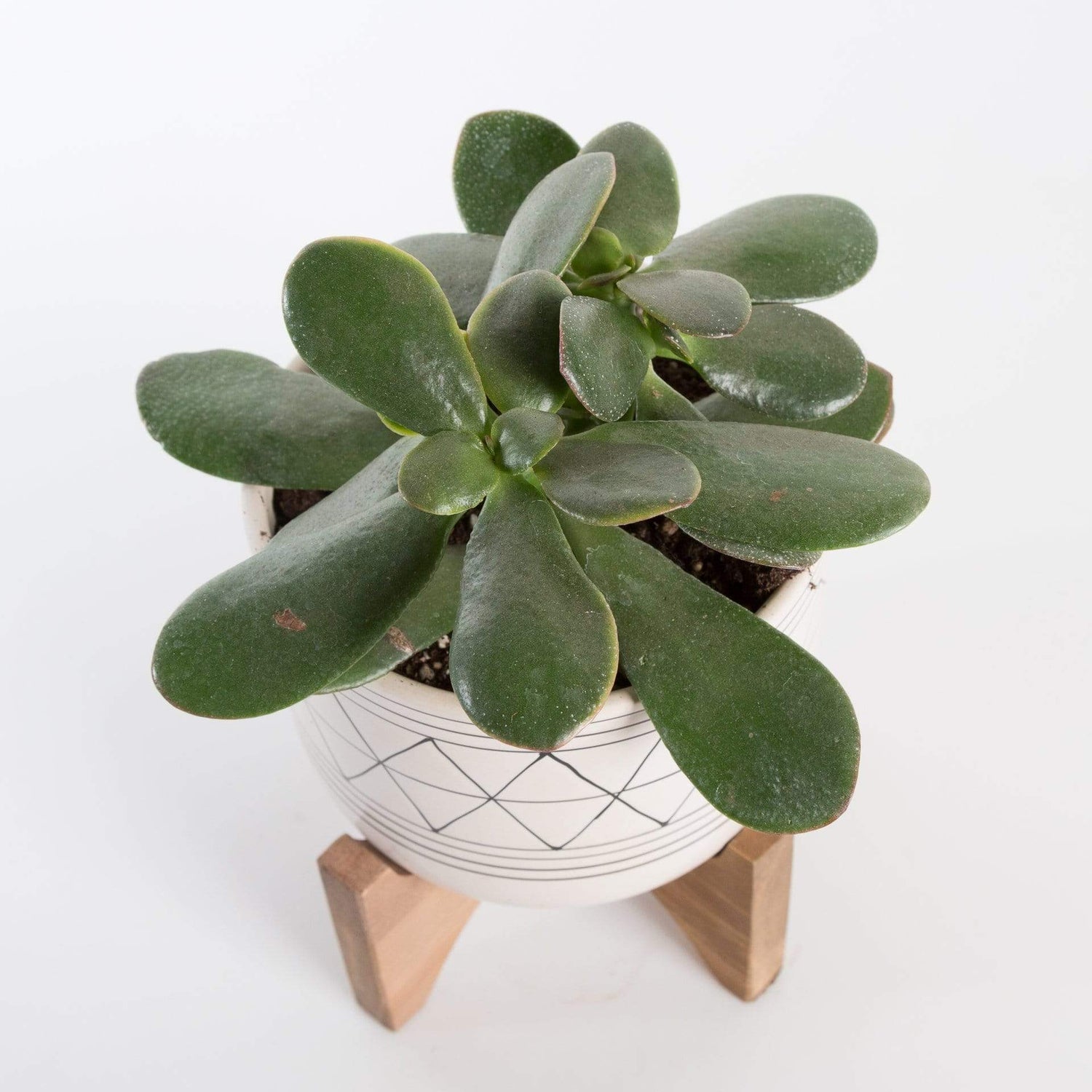 Urban Sprouts Plant Jade 'Crosby'