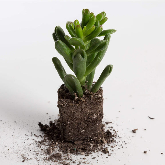 Urban Sprouts Plant Jade 'Hobbit'