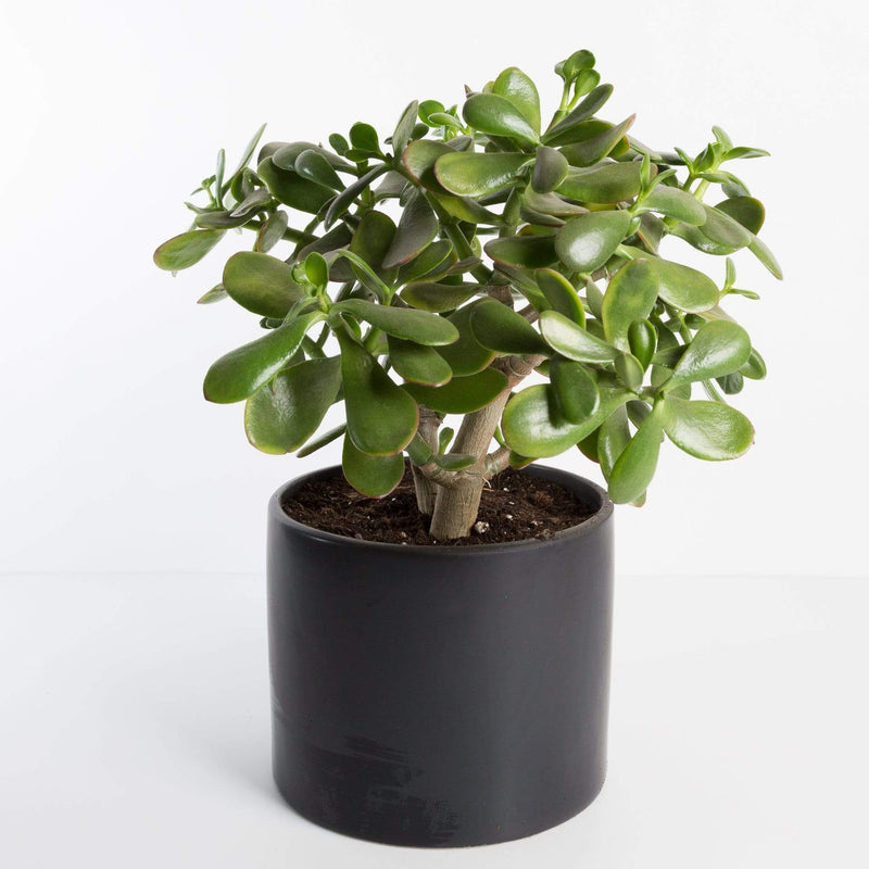 Urban Sprouts Plant Jade 'Hummel's Sunset'