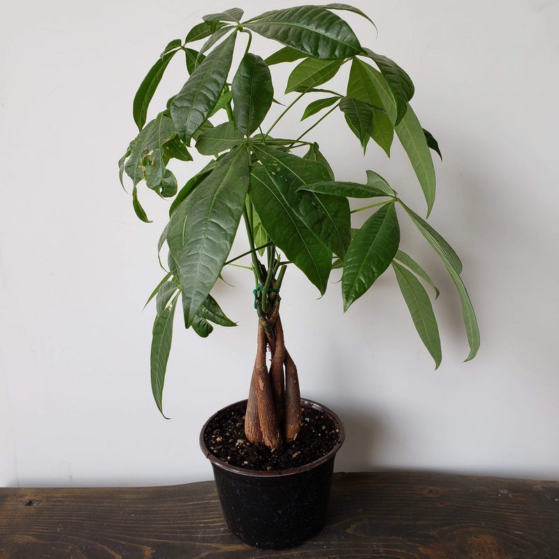 Urban Sprouts Plant Money Tree 'Braided'
