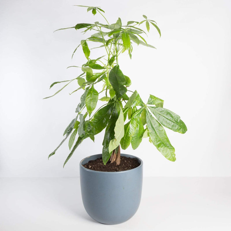 Urban Sprouts Plant Money Tree 'Braided'