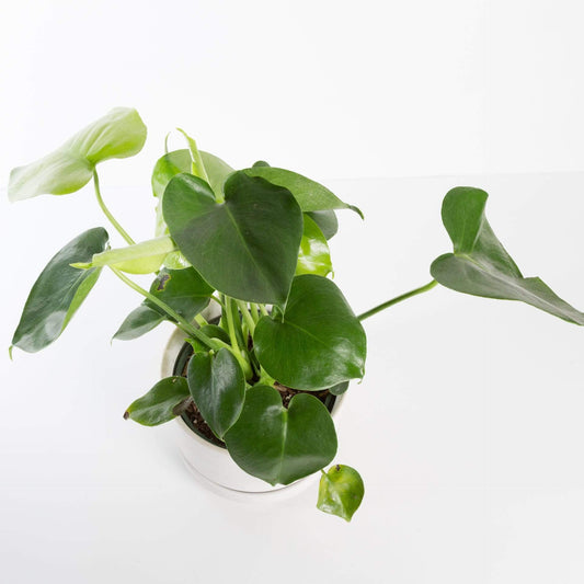 Urban Sprouts Plant Monstera 'Deliciosa'