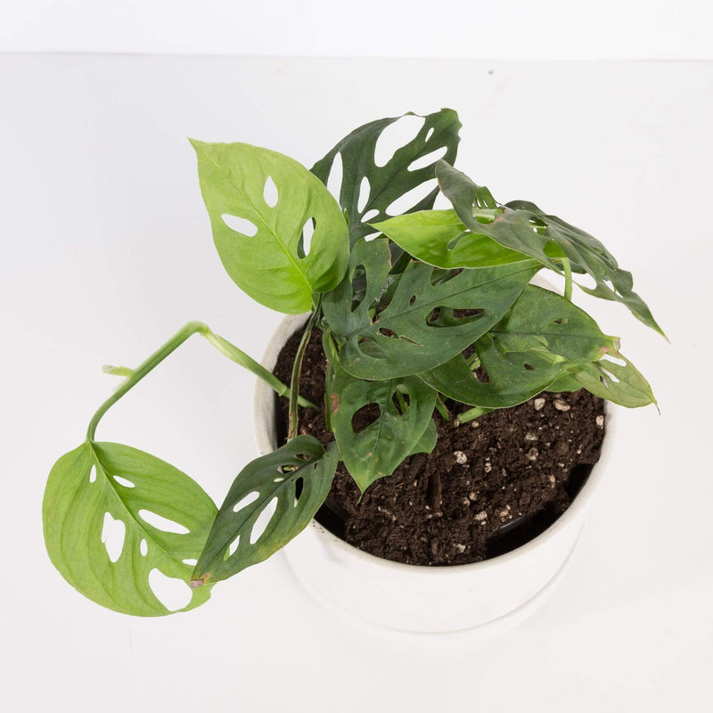 Urban Sprouts Plant Monstera 'Swiss Cheese Plant'