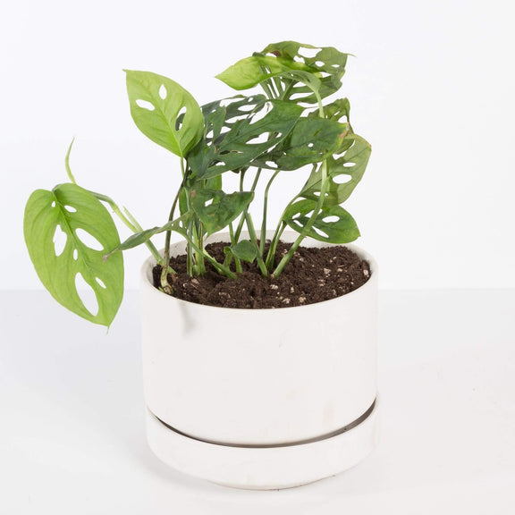 Urban Sprouts Plant Monstera 'Swiss Cheese Plant'