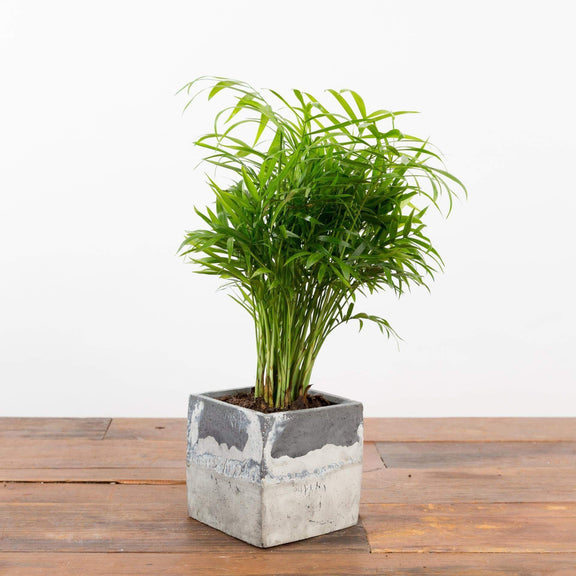 Urban Sprouts Plant Palm 'Bella Parlor'