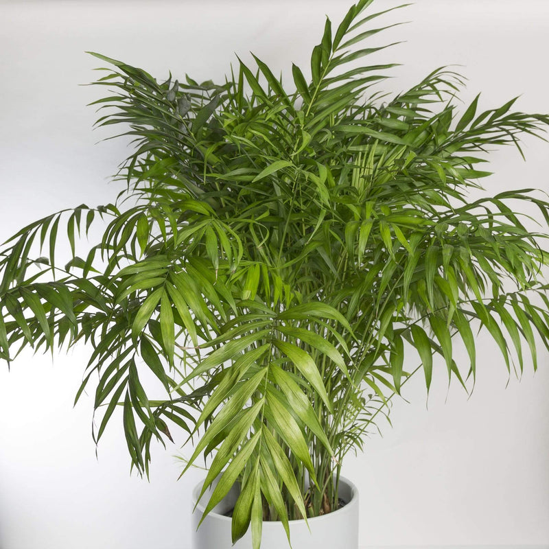 Urban Sprouts Plant Palm 'Bella Parlor'
