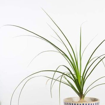 Urban Sprouts Plant Palm 'Ponytail'