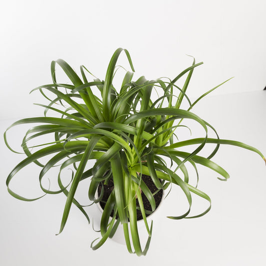 Urban Sprouts Plant Palm 'Ponytail'