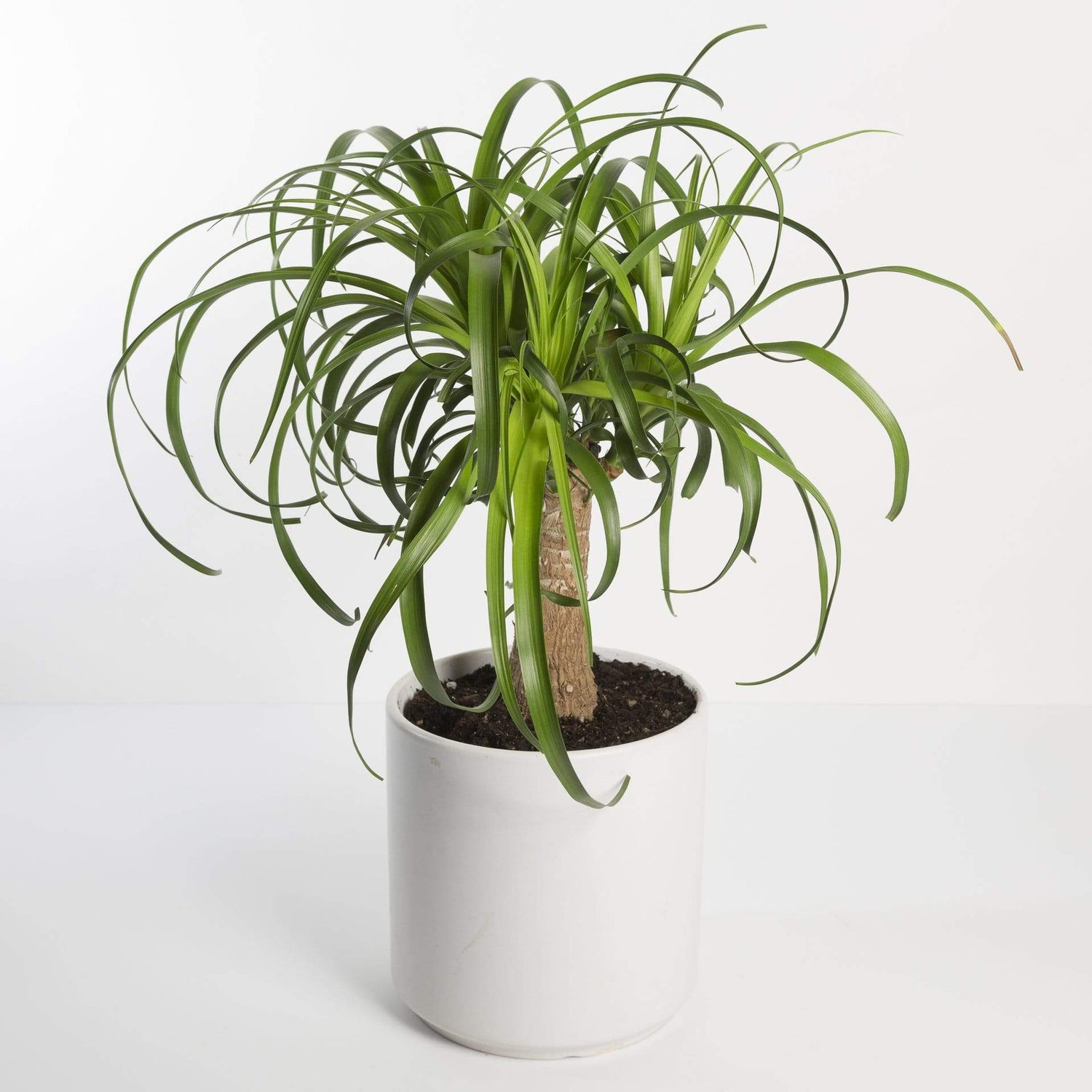 Urban Sprouts Plant Palm 'Ponytail'