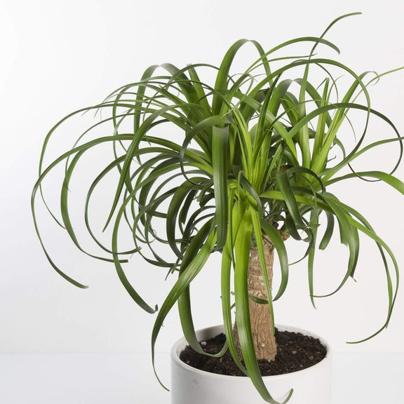 Urban Sprouts Plant Palm 'Ponytail'