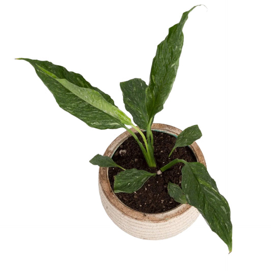 Urban Sprouts Plant Peace Lily 'Domino'