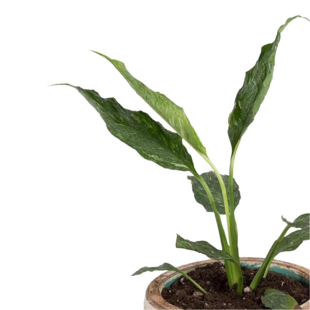 Urban Sprouts Plant Peace Lily 'Domino'