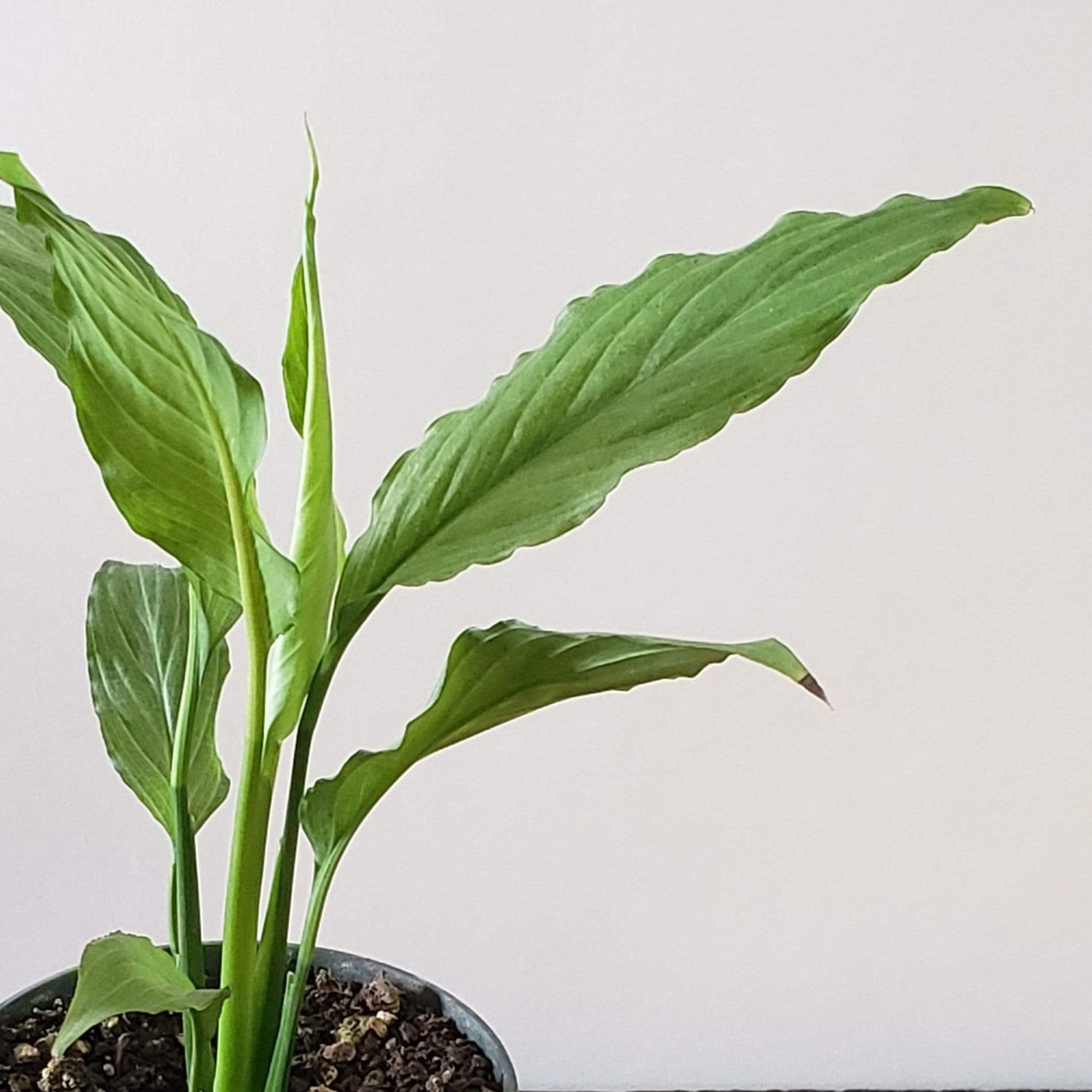 Urban Sprouts Plant Peace Lily 'Platinum Mist'