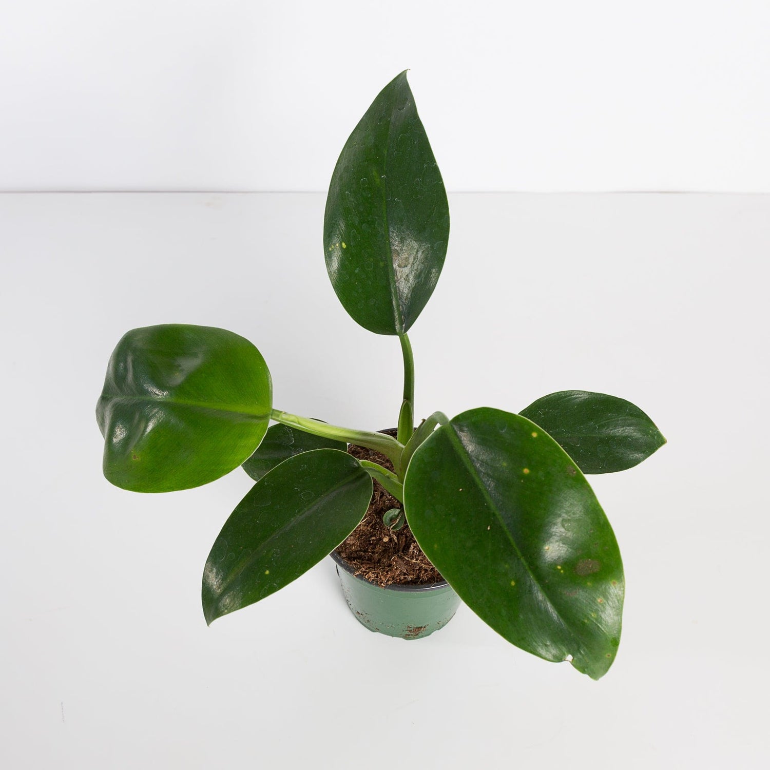 Urban Sprouts Plant Philodendron 'Green Diamond'
