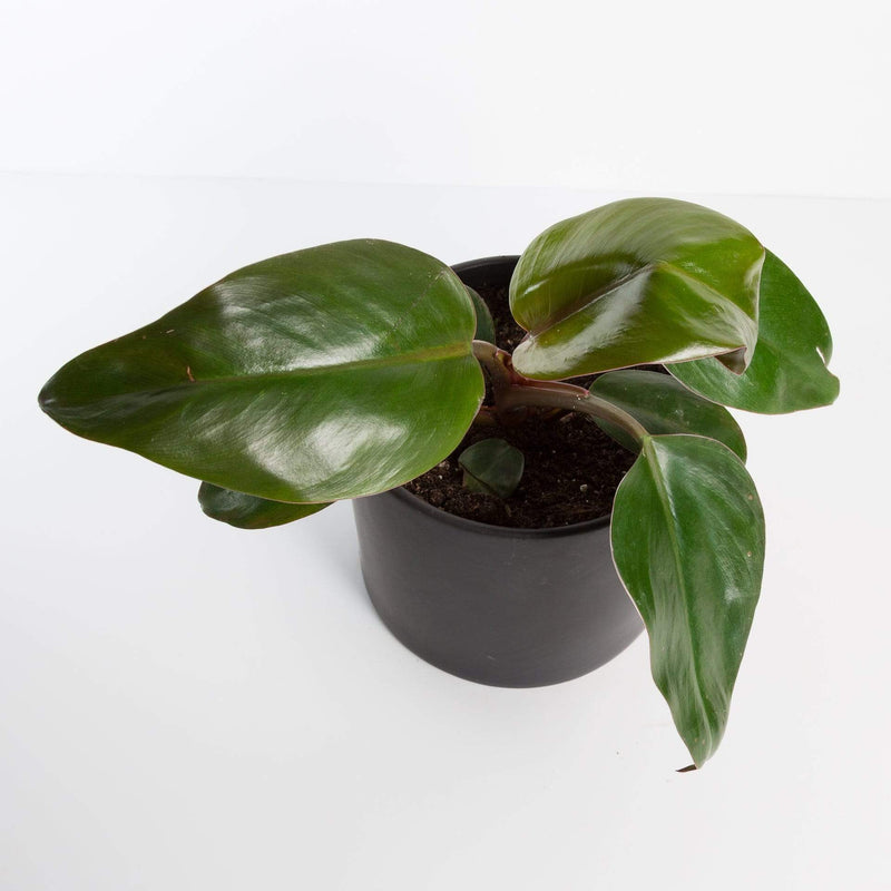 Urban Sprouts Plant Philodendron 'Imperial Red'