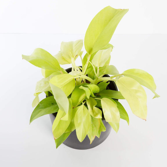 Urban Sprouts Plant Philodendron 'Lemon Lime'