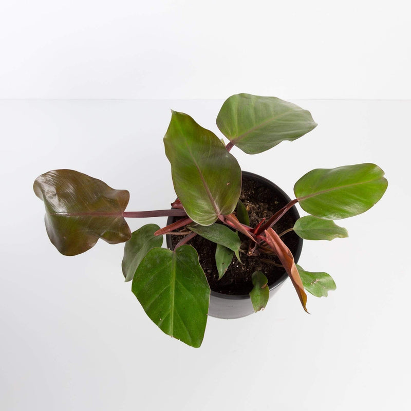 Urban Sprouts Plant Philodendron 'Red Congo'