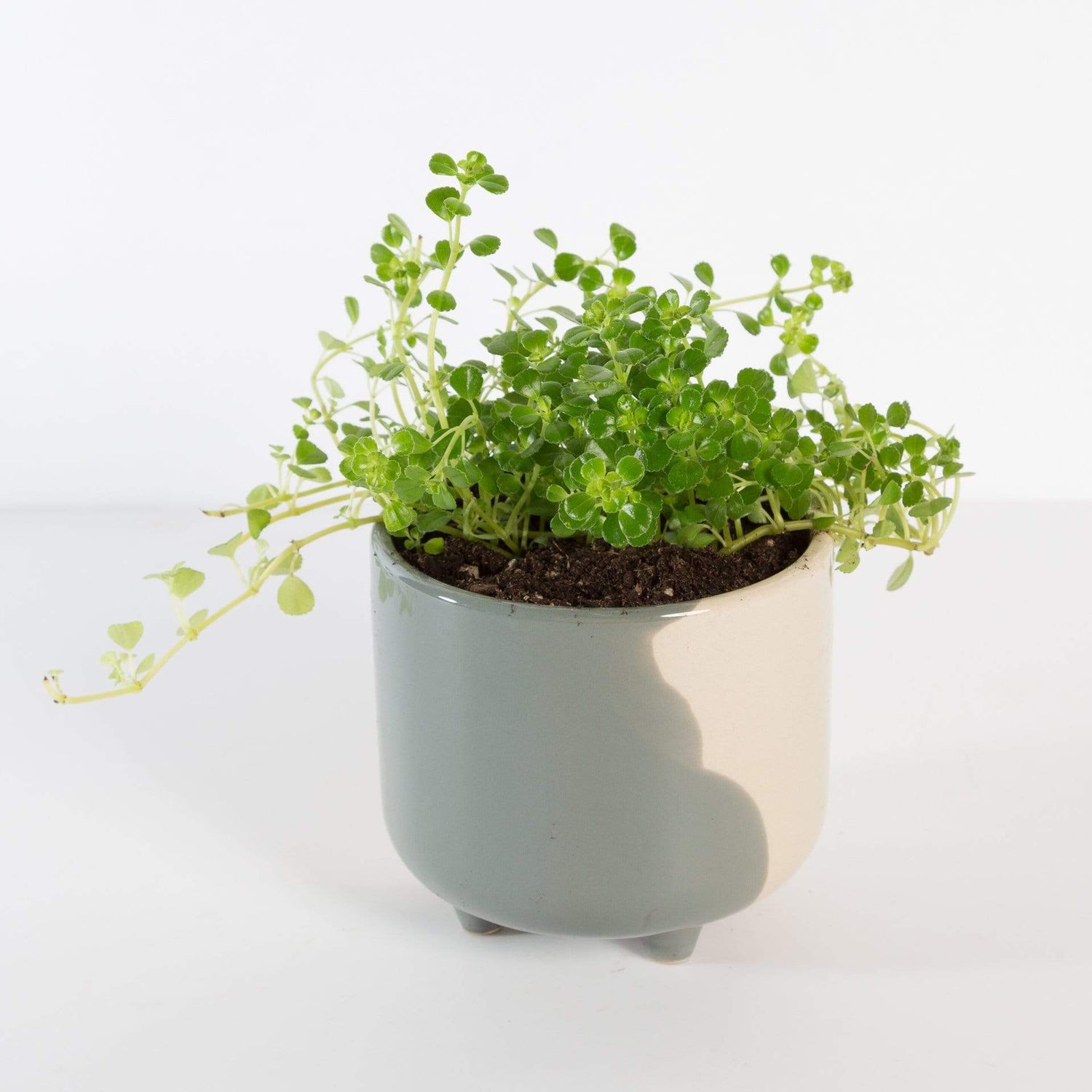 Urban Sprouts Plant Pilea 'Baby Tears'