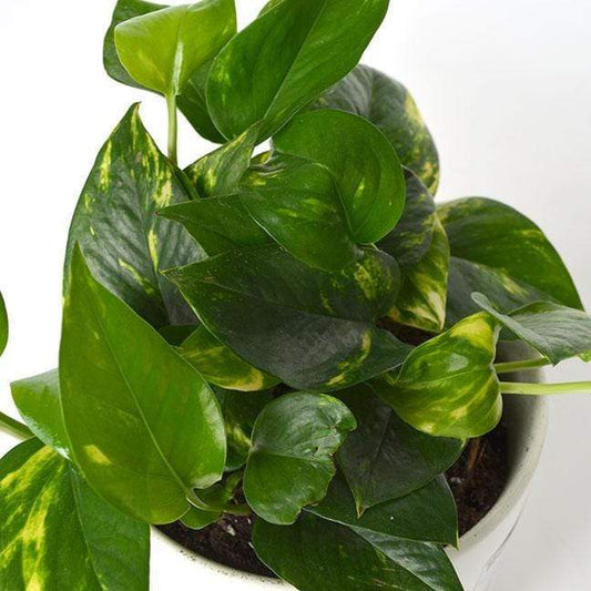 Urban Sprouts Plant Pothos 'Golden'