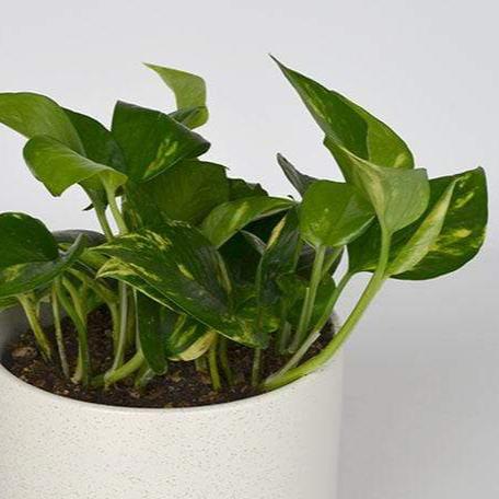 Urban Sprouts Plant Pothos 'Golden'