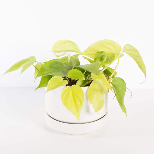 Urban Sprouts Plant Pothos 'Lemon Lime'