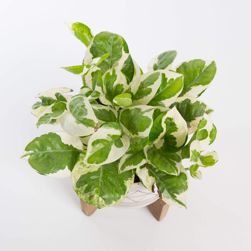 Urban Sprouts Plant Pothos 'Njoy'