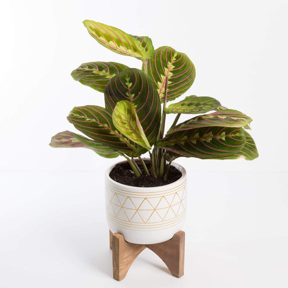 Urban Sprouts Plant Prayer Plant 'Red Veined'