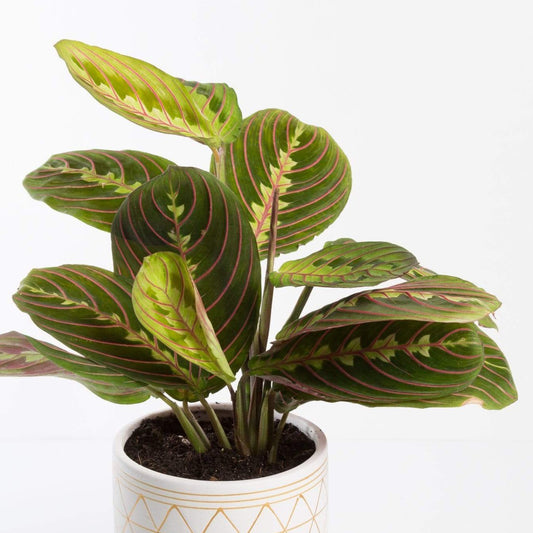 Urban Sprouts Plant Prayer Plant 'Red Veined'