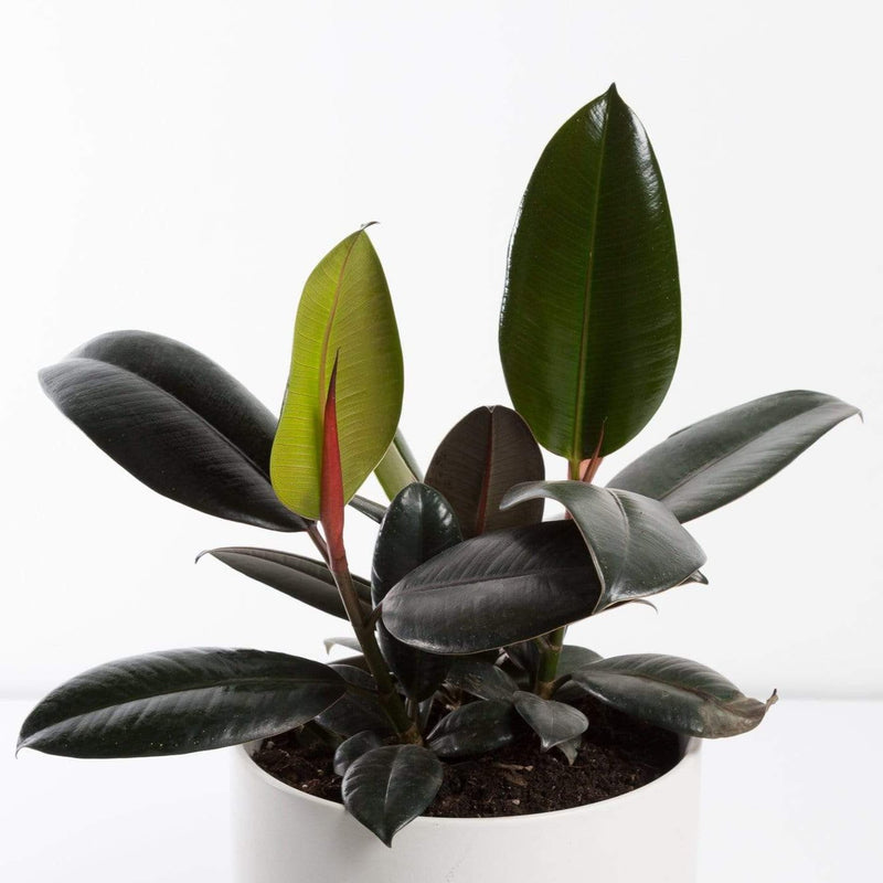 Urban Sprouts Plant Rubber Tree 'Burgundy'