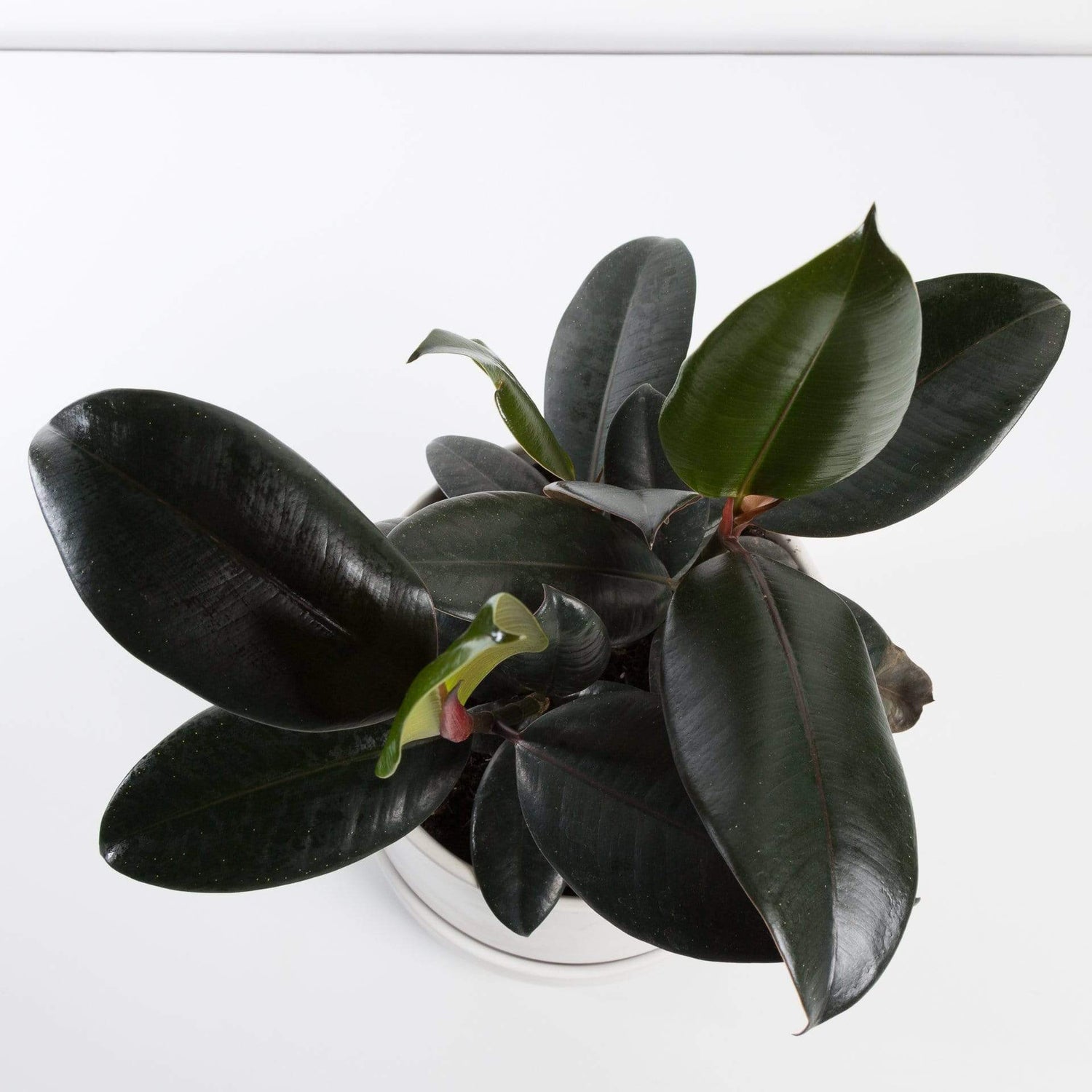 Urban Sprouts Plant Rubber Tree 'Burgundy'
