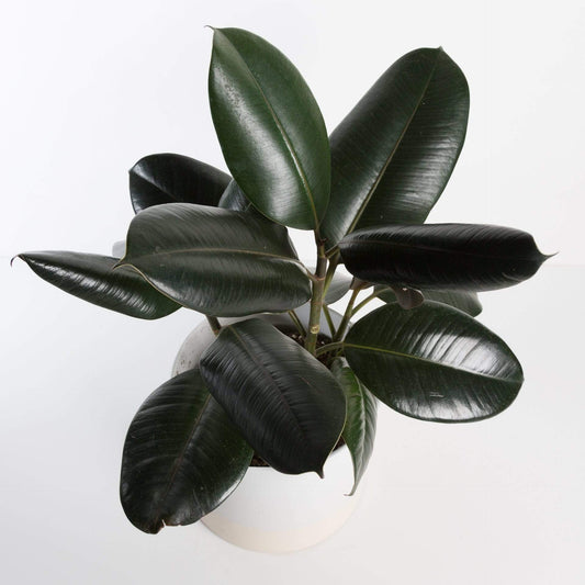 Urban Sprouts Plant Rubber Tree 'Burgundy'