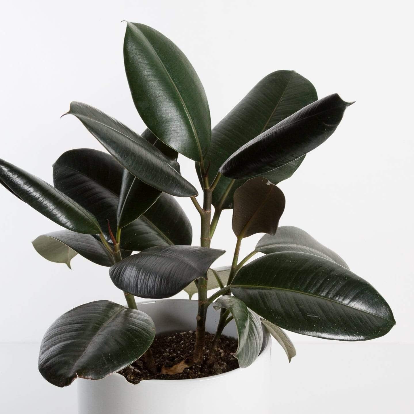 Urban Sprouts Plant Rubber Tree 'Burgundy'