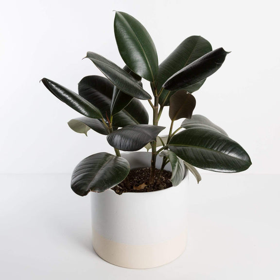 Urban Sprouts Plant Rubber Tree 'Burgundy'
