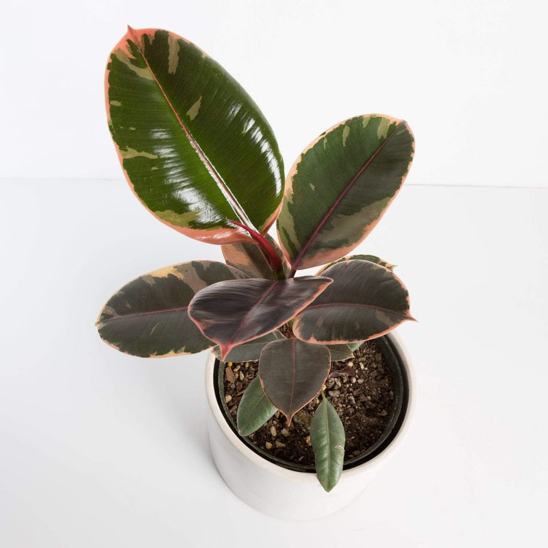 Urban Sprouts Plant Rubber Tree 'Ruby'