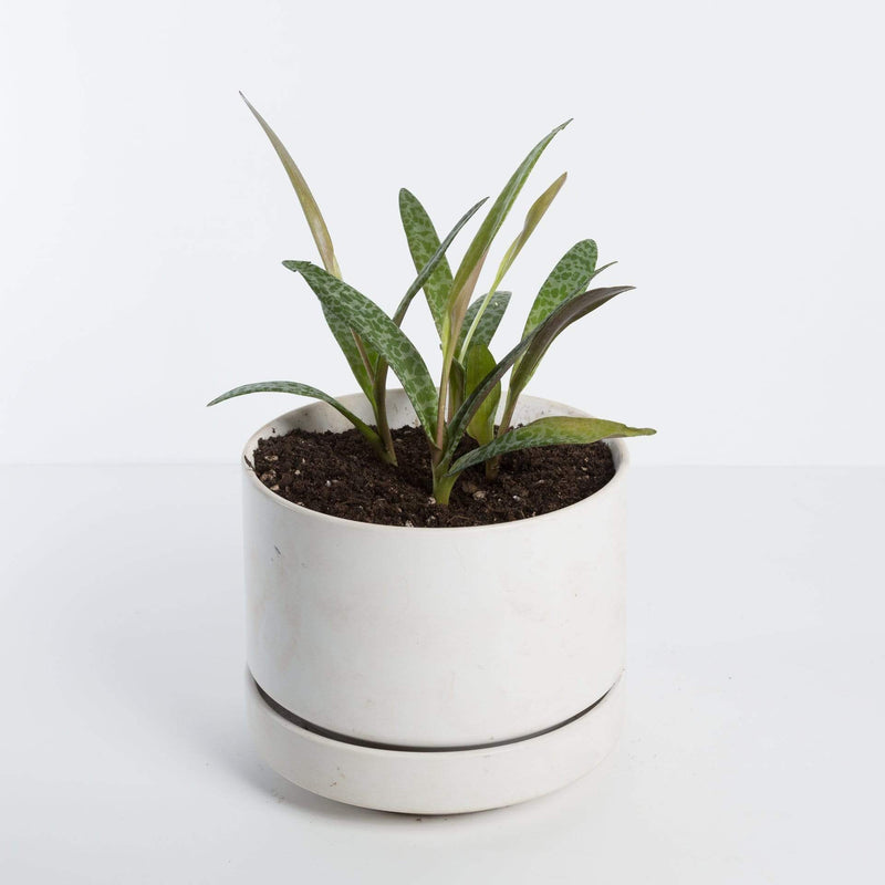 Urban Sprouts Plant Silver Squil