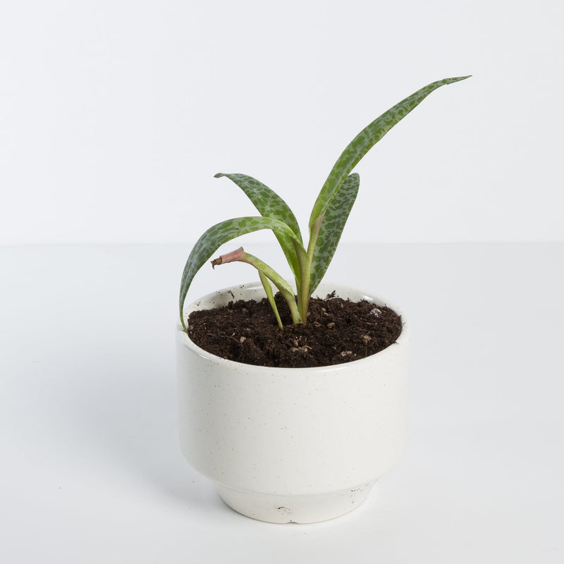Urban Sprouts Plant Silver Squil