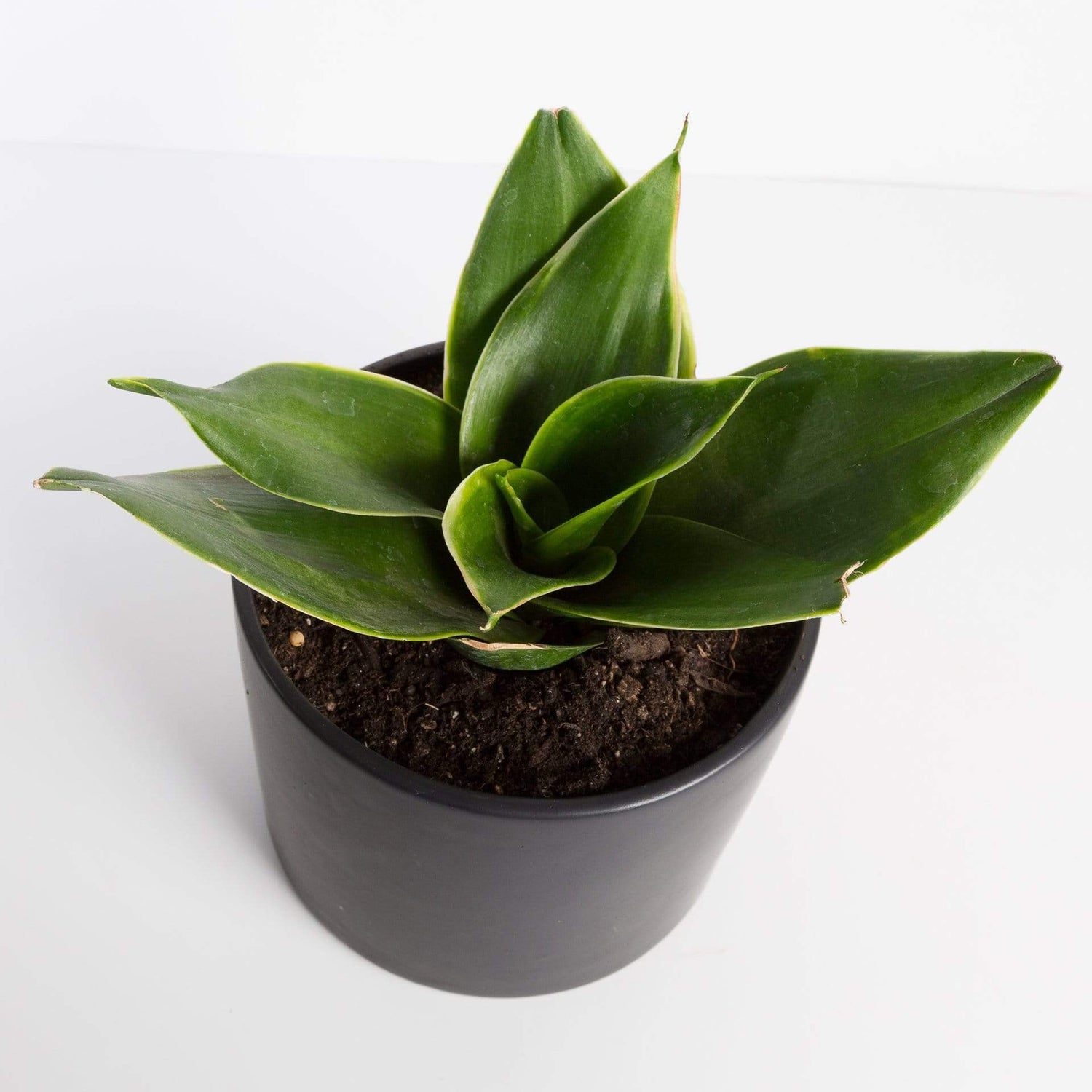 Urban Sprouts Plant Snake Plant 'Birds Nest - Emerald Star'