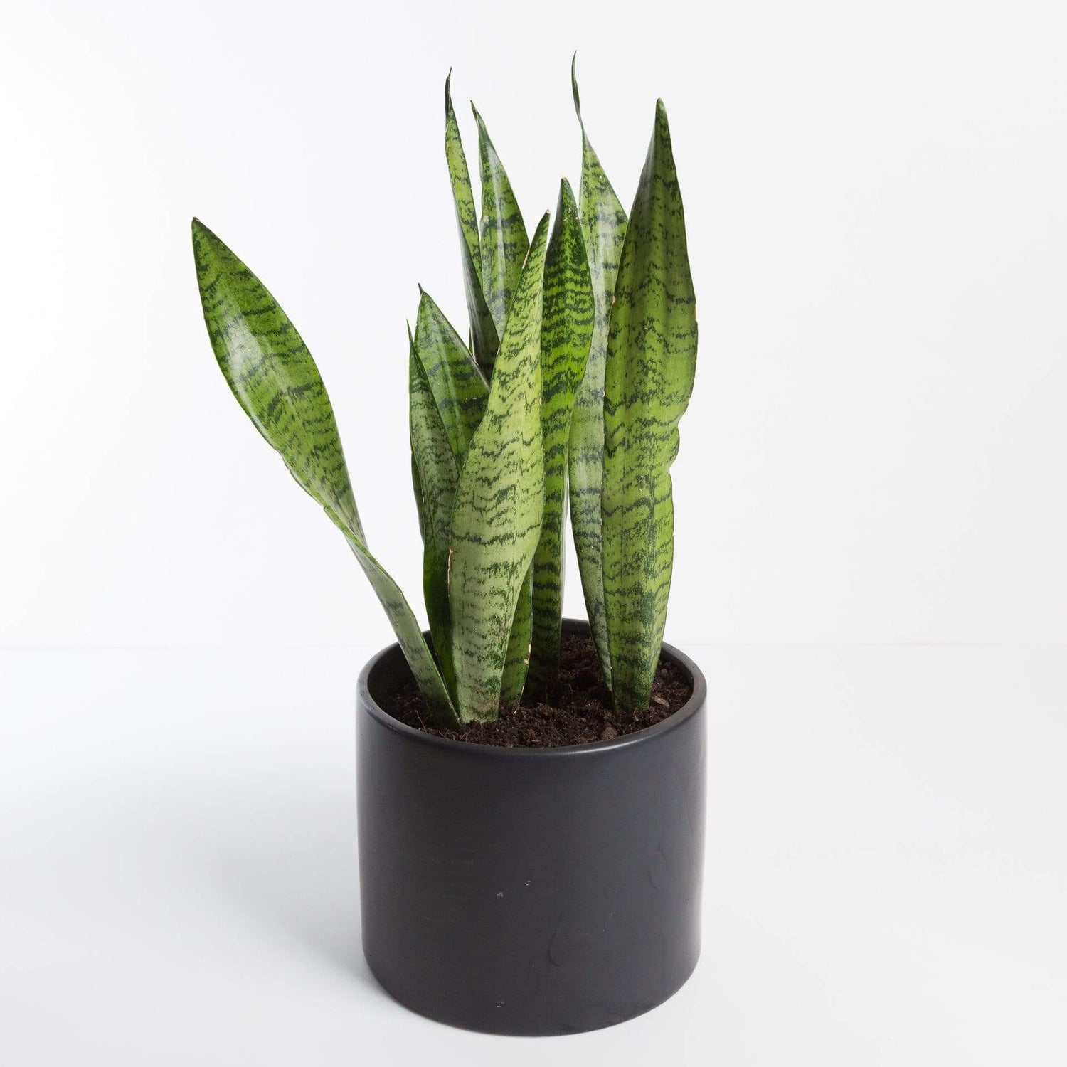 Urban Sprouts Plant Snake Plant 'Black Coral'