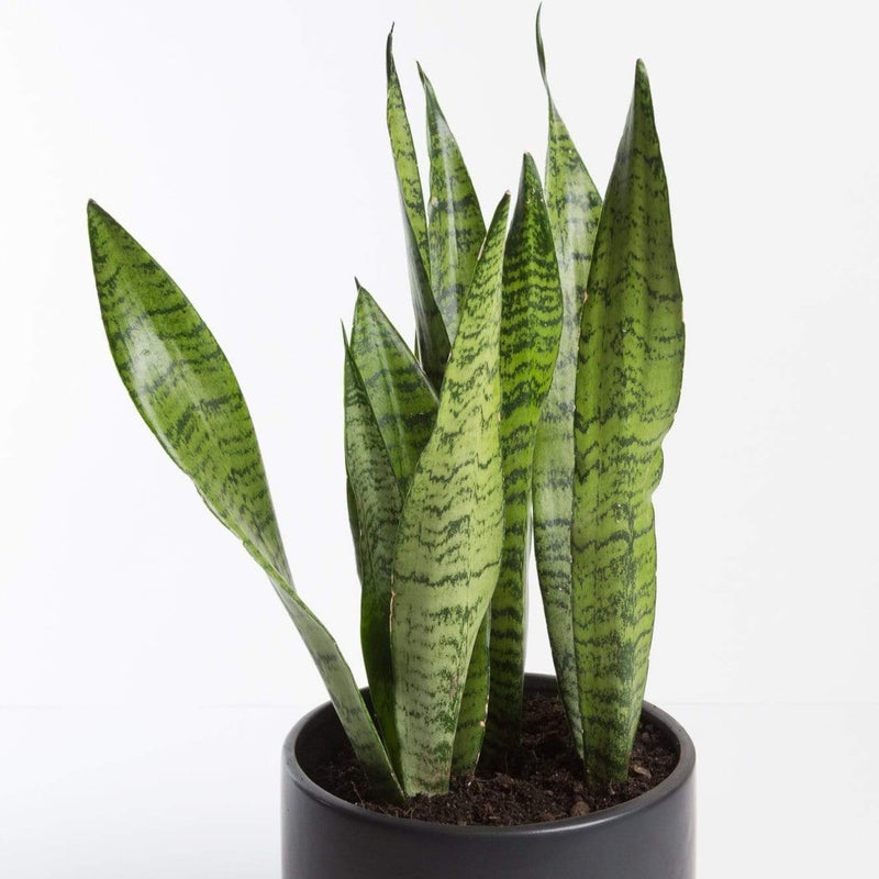 Urban Sprouts Plant Snake Plant 'Black Coral'