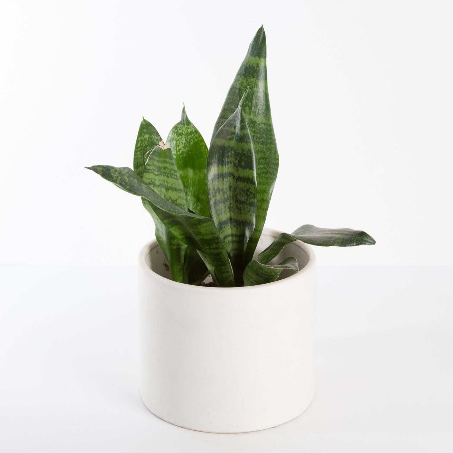 Urban Sprouts Plant Snake Plant 'Robusta'