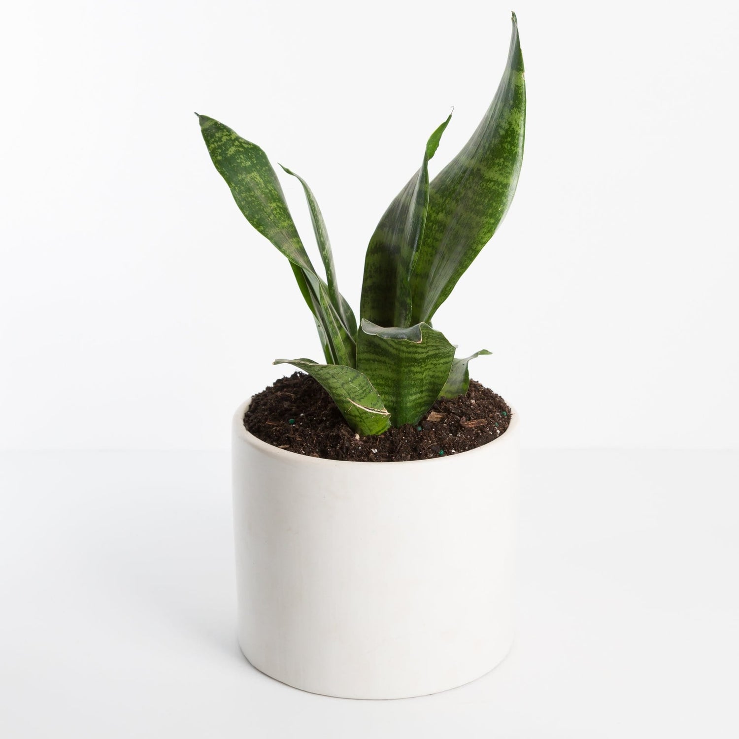 Urban Sprouts Plant Snake Plant 'Robusta'