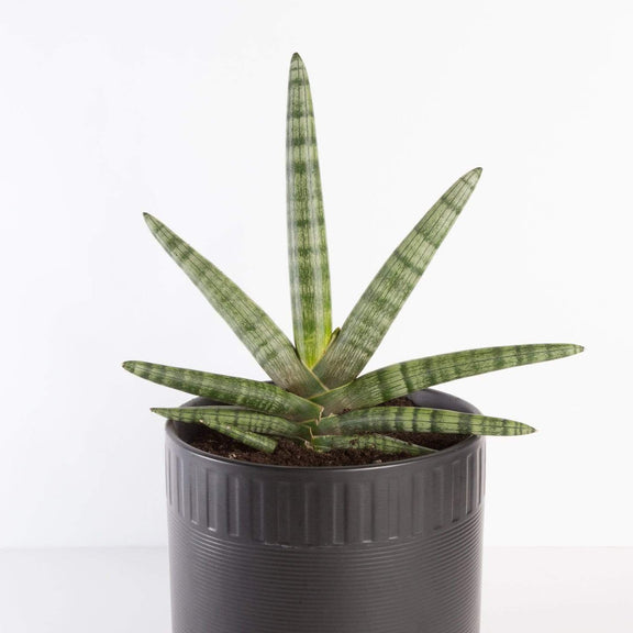 Urban Sprouts Plant Snake Plant 'Starfish'