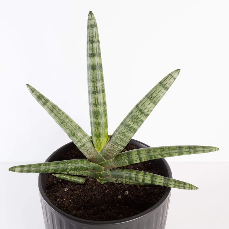 Urban Sprouts Plant Snake Plant 'Starfish'