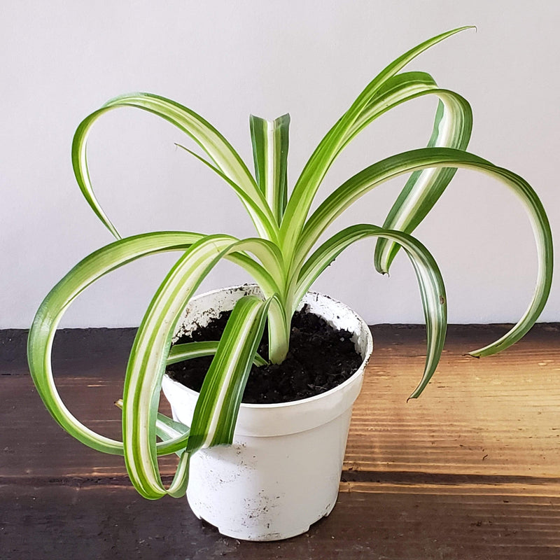 Spider Plant 'Curly - Variegated' - Urban Sprouts