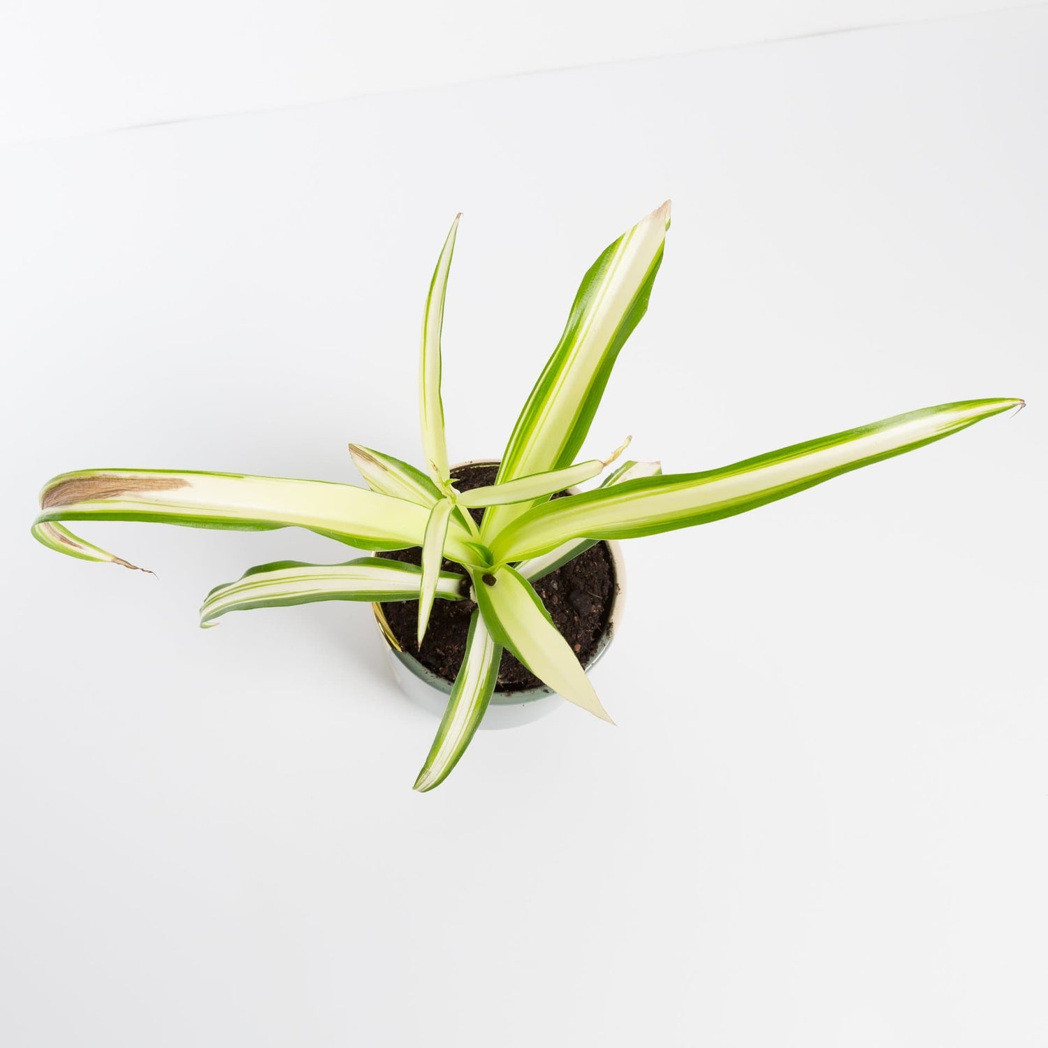 Urban Sprouts Plant Spider Plant 'Curly - Variegated'