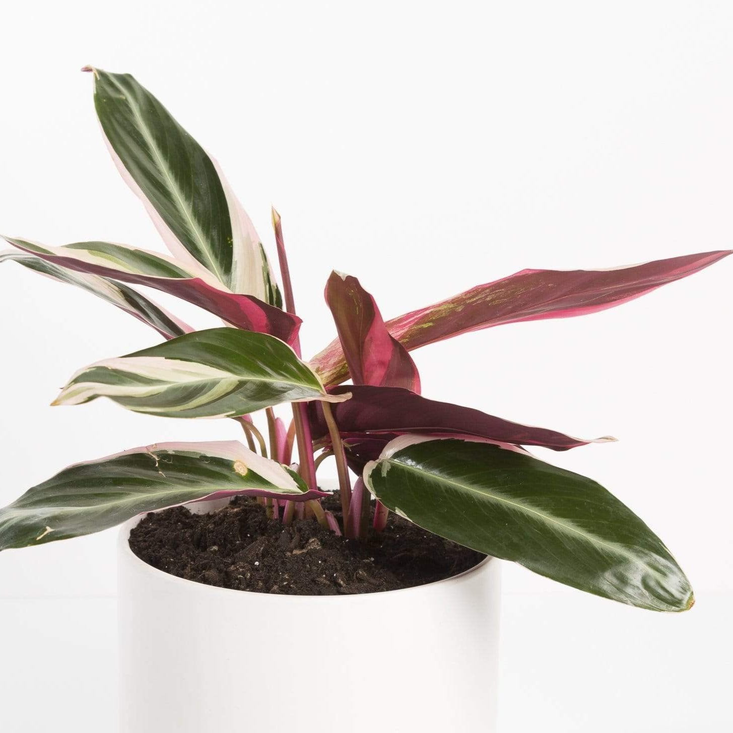 Urban Sprouts Plant Stromanthe 'Triostar'