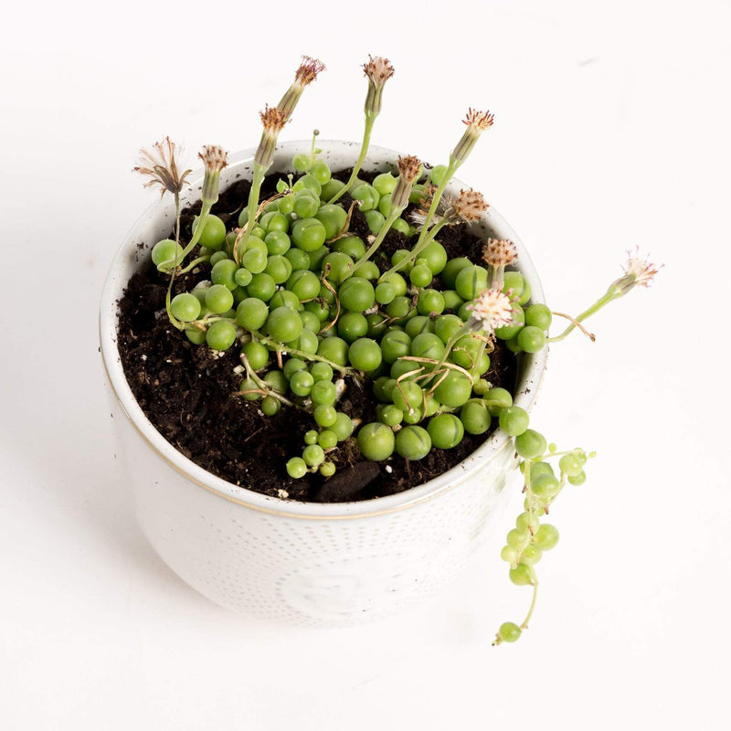 Urban Sprouts Plant Succulent 'String Of Pearls'