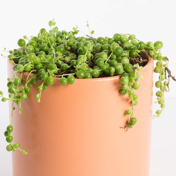 Urban Sprouts Plant Succulent 'String Of Pearls'