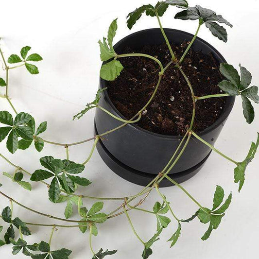 Urban Sprouts Plant Sugar Vine